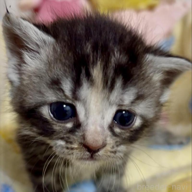 販売中の大阪府のスコティッシュストレート-138544の4枚目