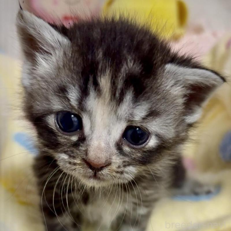 販売中の大阪府のスコティッシュストレート-138544の3枚目