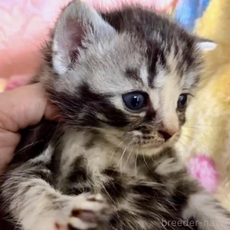 販売中の大阪府のスコティッシュストレート-138544の2枚目