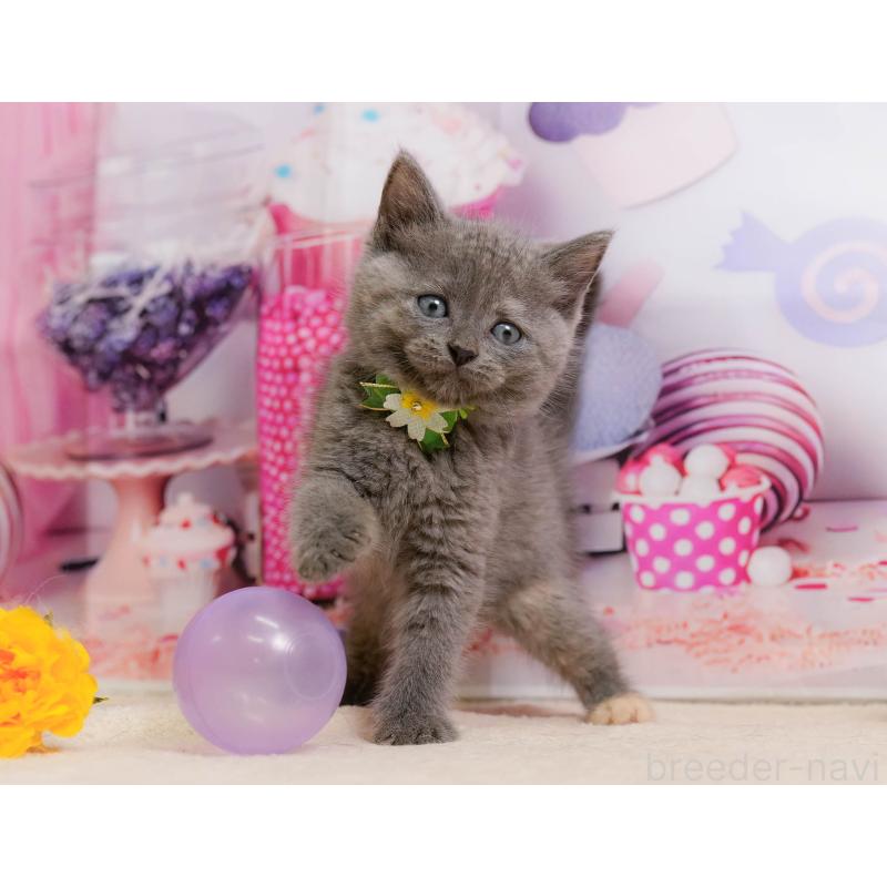 販売中の神奈川県のマンチカン-138620の12枚目