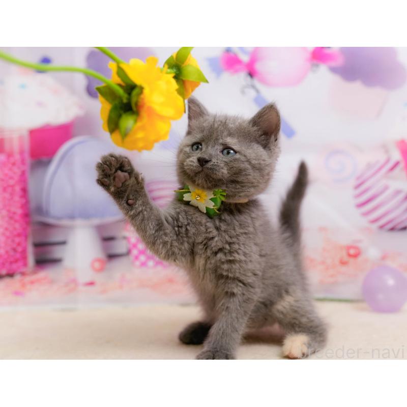 販売中の神奈川県のマンチカン-138620の10枚目