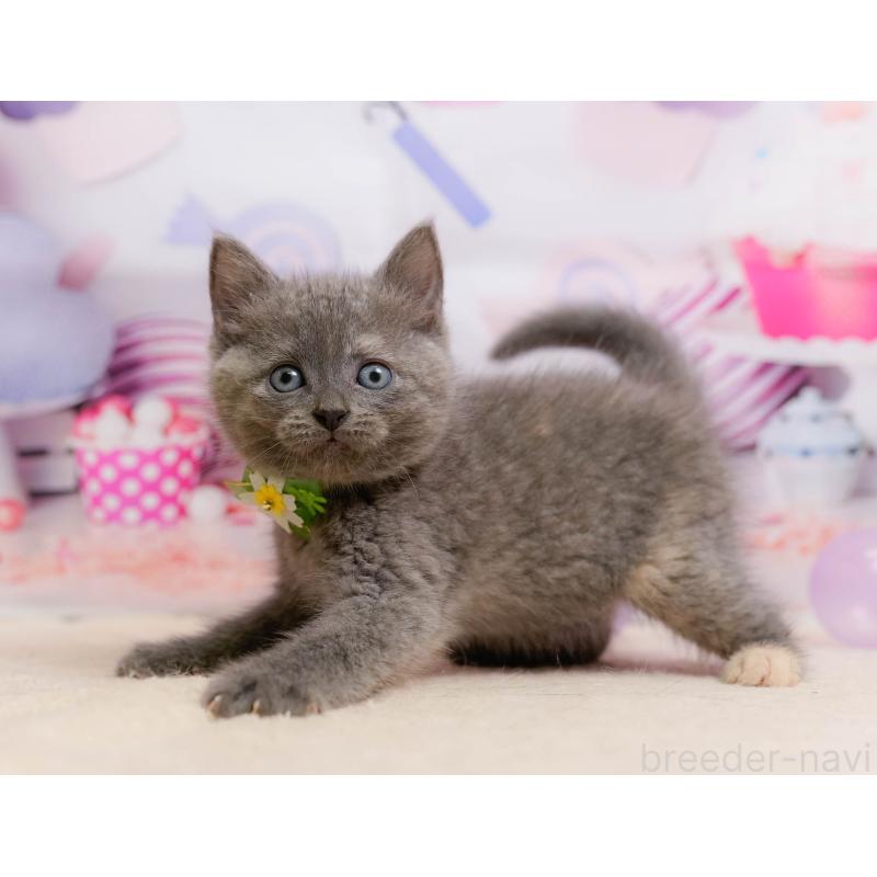 販売中の神奈川県のマンチカン-138620の9枚目