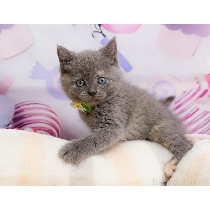 販売中の神奈川県のマンチカン-138620の8枚目