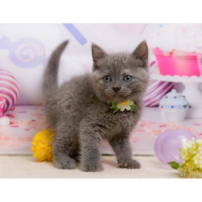 販売中の神奈川県のマンチカン-138620の7枚目