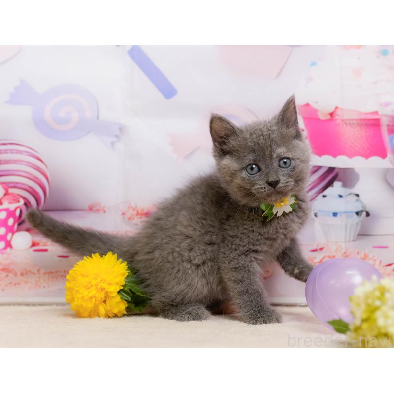 販売中の神奈川県のマンチカン-138620の5枚目