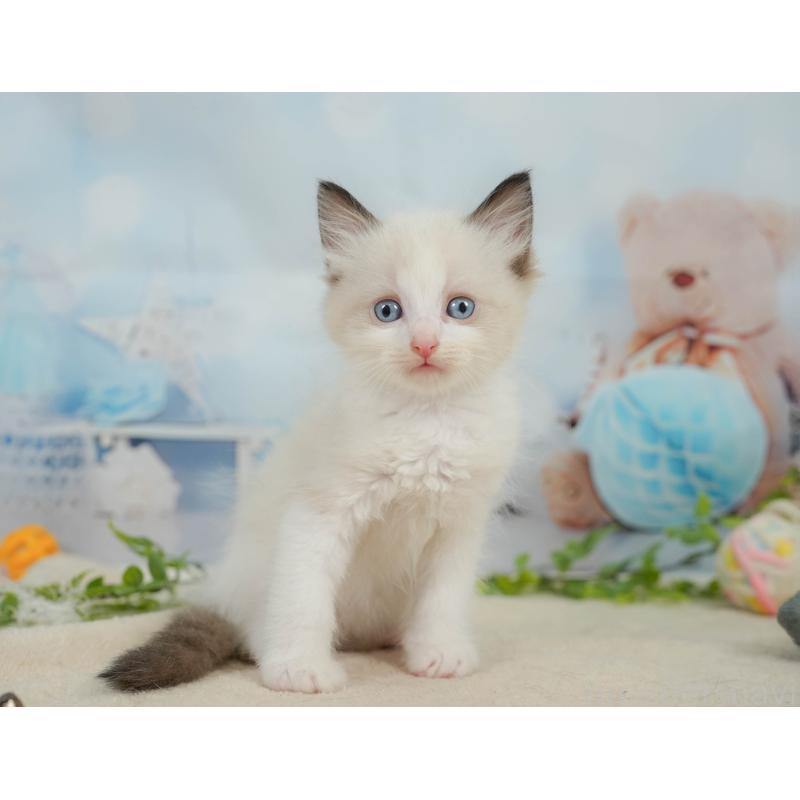 販売中の神奈川県のラグドール-138608の12枚目