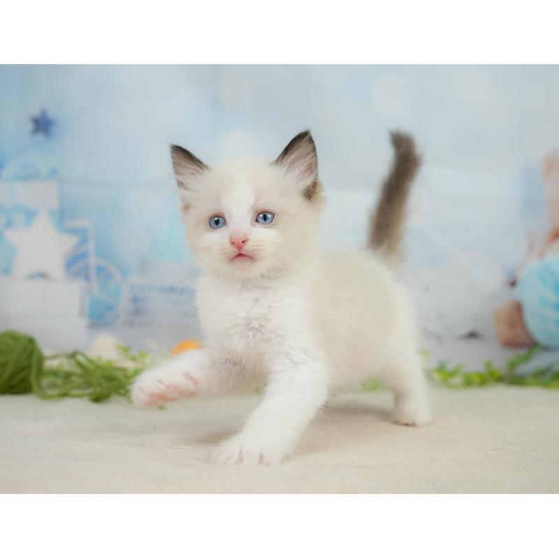 販売中の神奈川県のラグドール-138608の11枚目