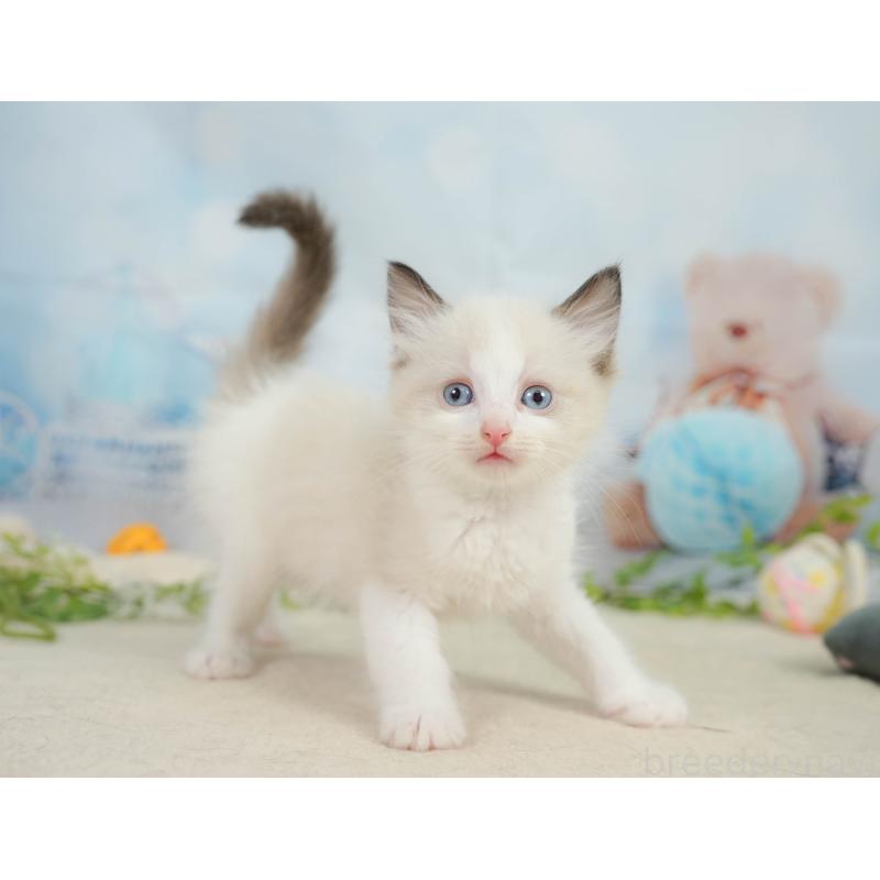 販売中の神奈川県のラグドール-138608の10枚目