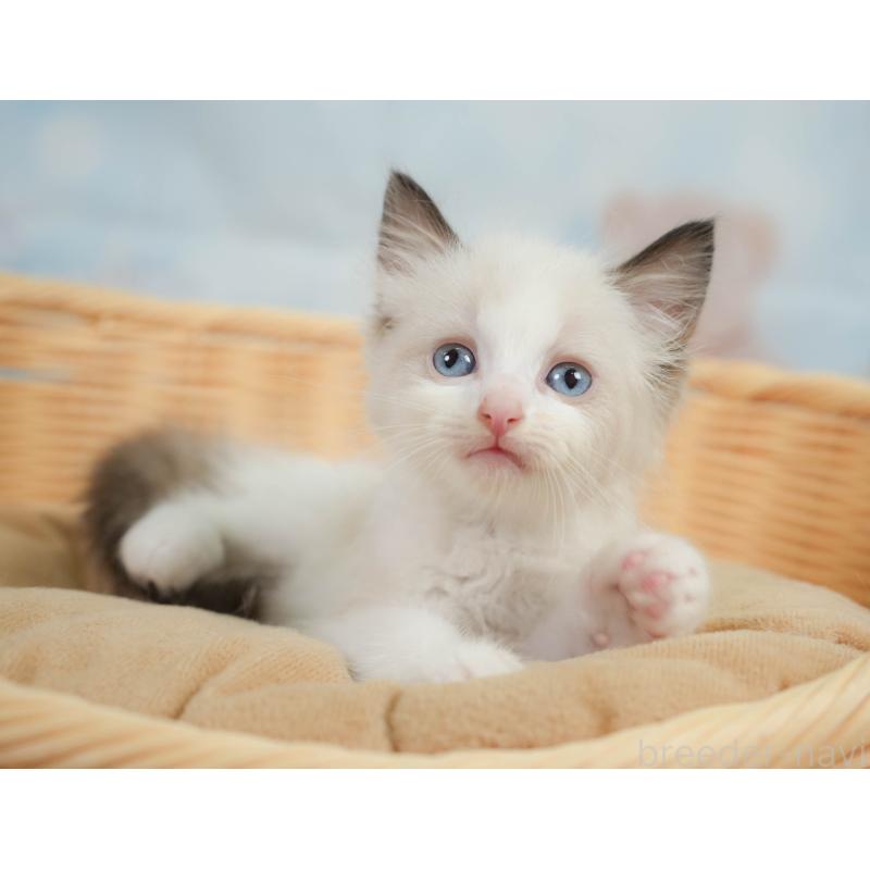 販売中の神奈川県のラグドール-138608の9枚目