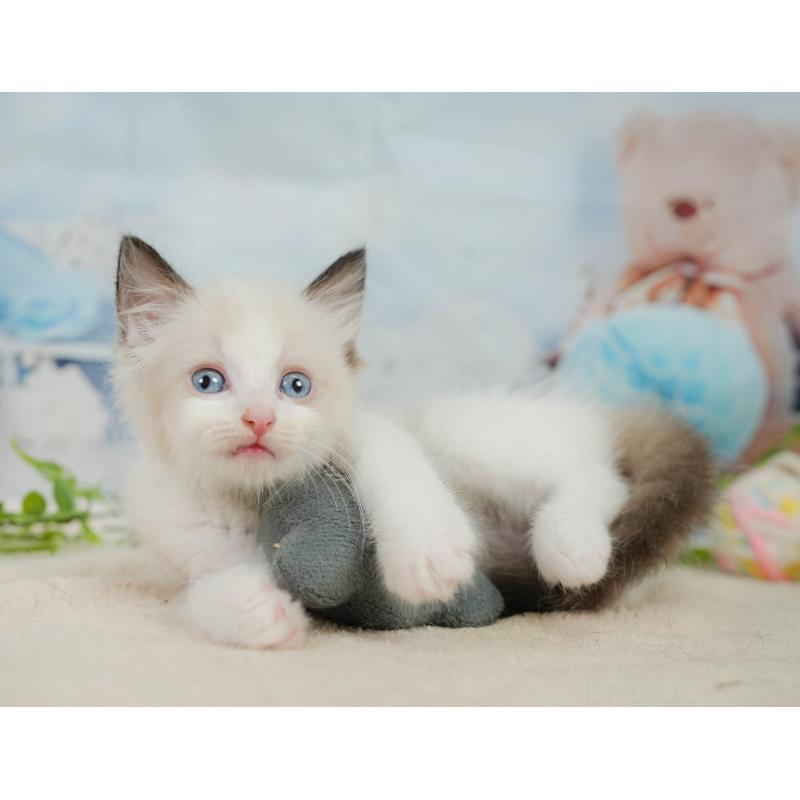 販売中の神奈川県のラグドール-138608の7枚目