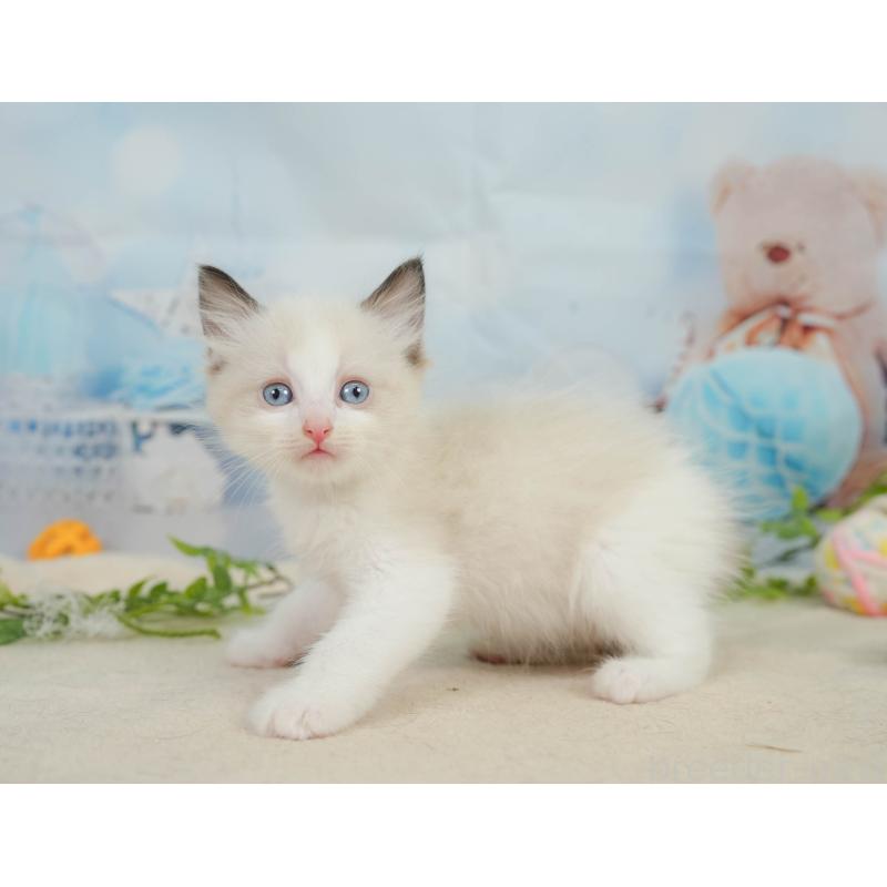 販売中の神奈川県のラグドール-138608の6枚目