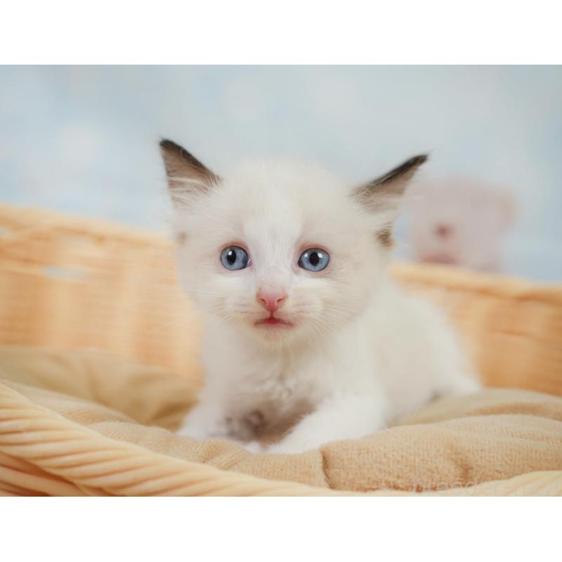 販売中の神奈川県のラグドール-138608の5枚目