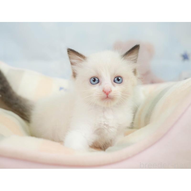 販売中の神奈川県のラグドール-138610の12枚目