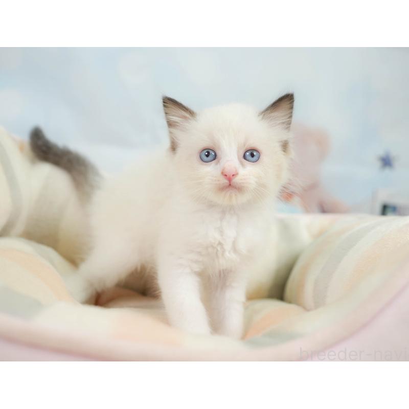 販売中の神奈川県のラグドール-138610の11枚目