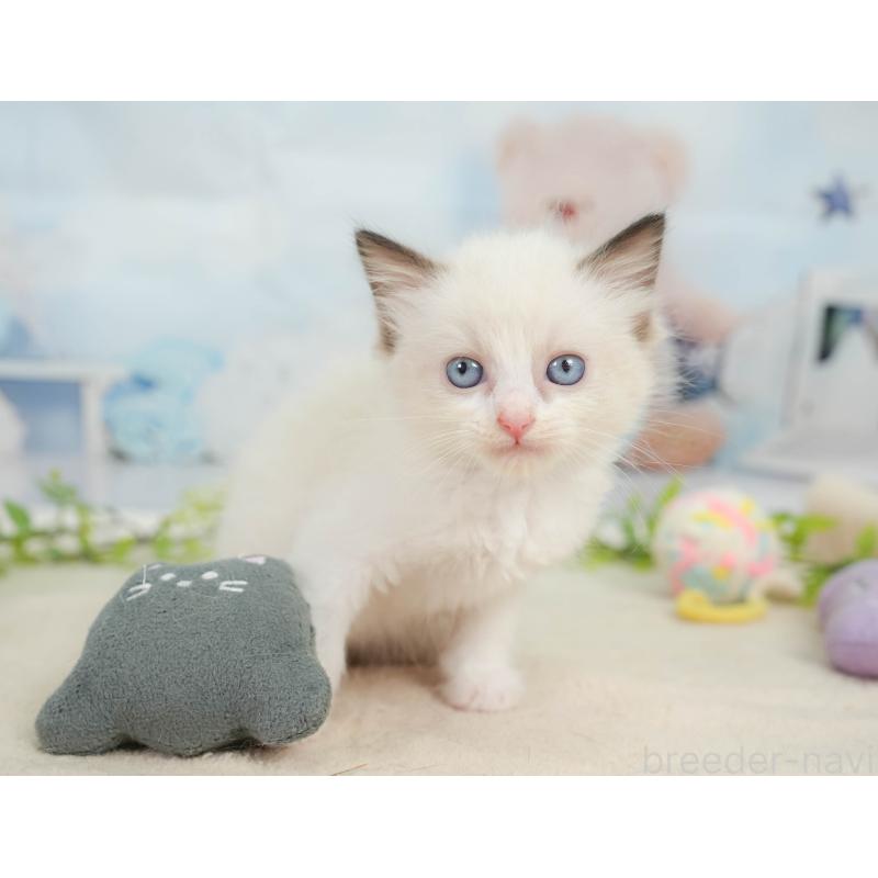 販売中の神奈川県のラグドール-138610の10枚目