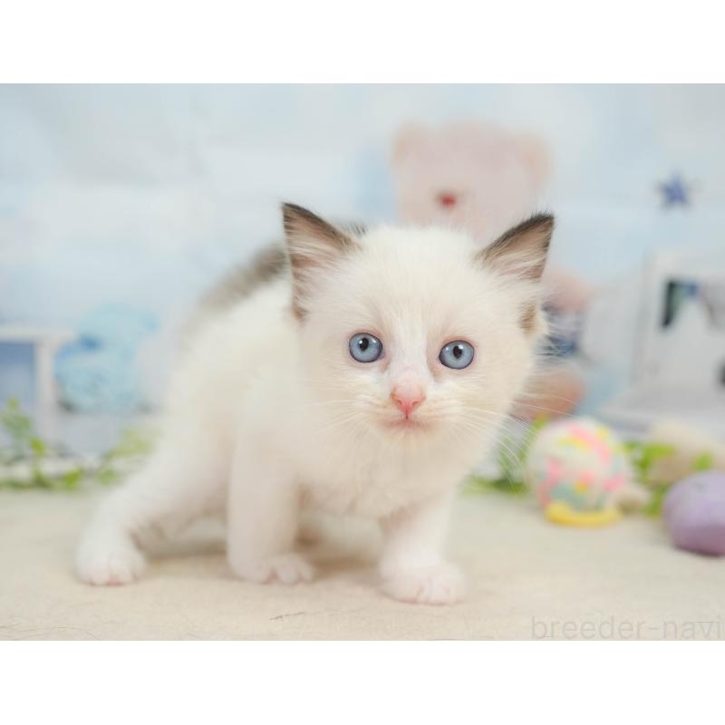 販売中の神奈川県のラグドール-138610の9枚目