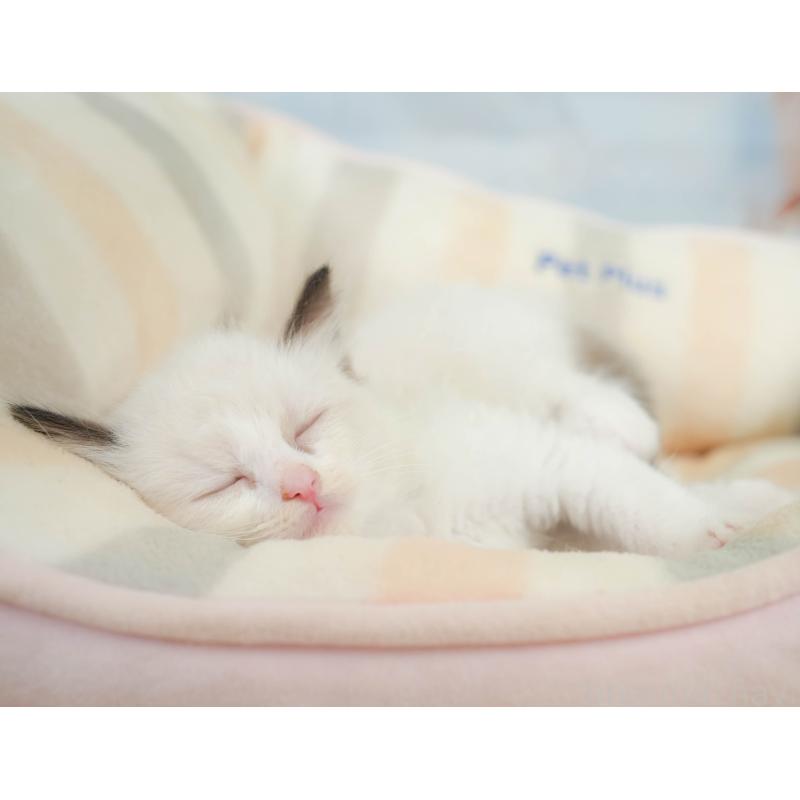 販売中の神奈川県のラグドール-138610の8枚目