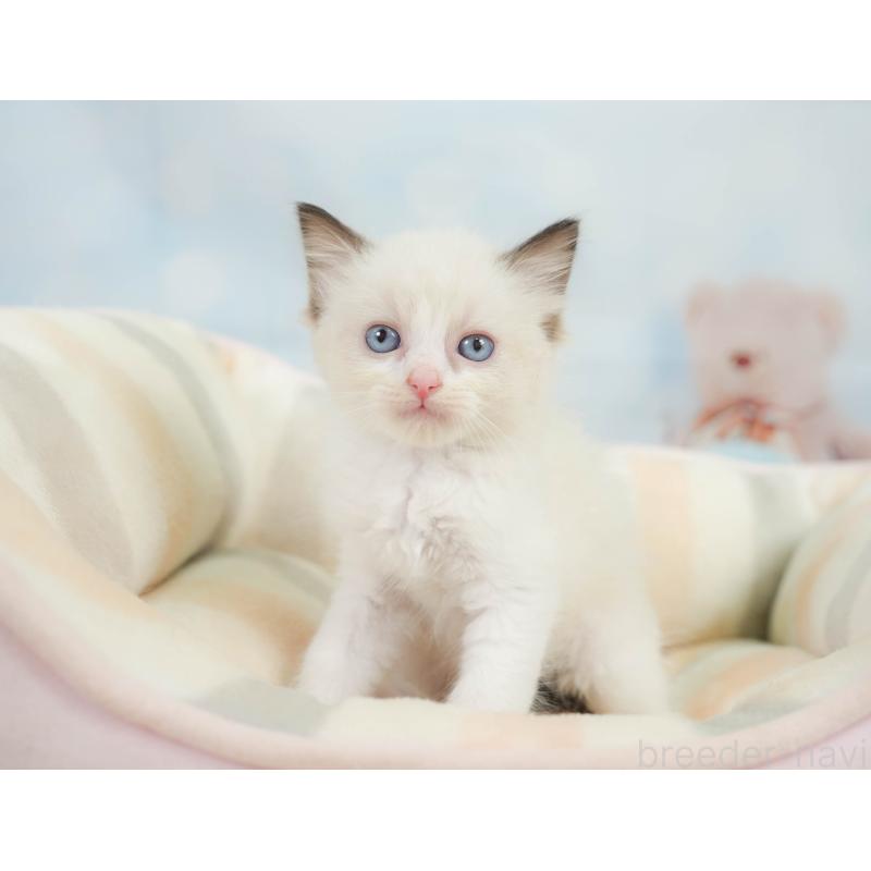 販売中の神奈川県のラグドール-138610の7枚目