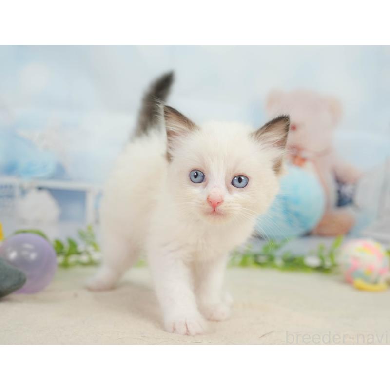 販売中の神奈川県のラグドール-138610の6枚目