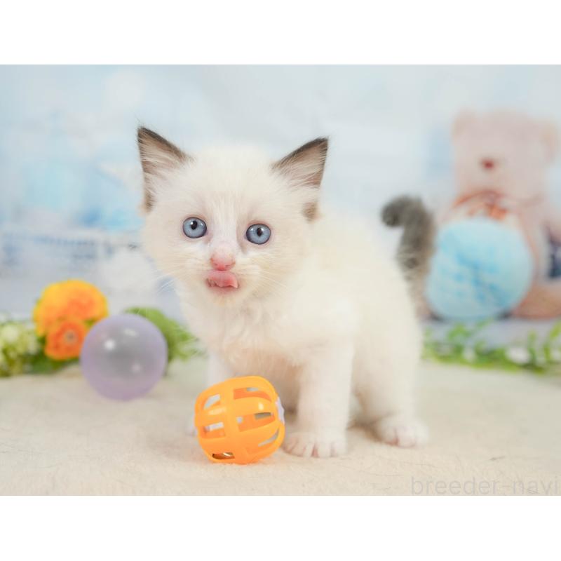 販売中の神奈川県のラグドール-138610の5枚目