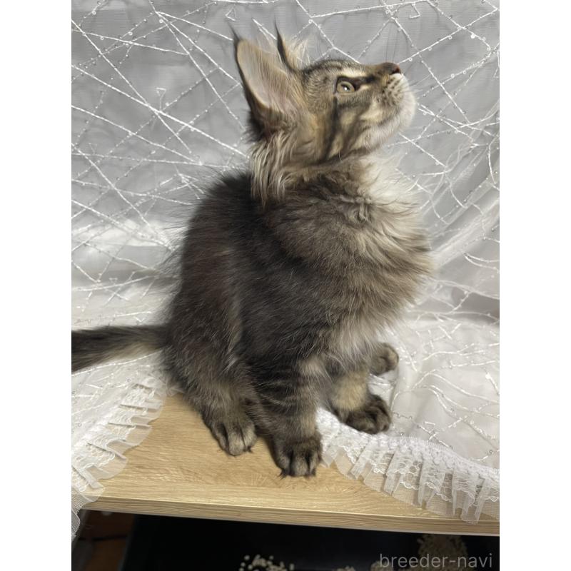 販売中の東京都のメインクーン-138545の6枚目