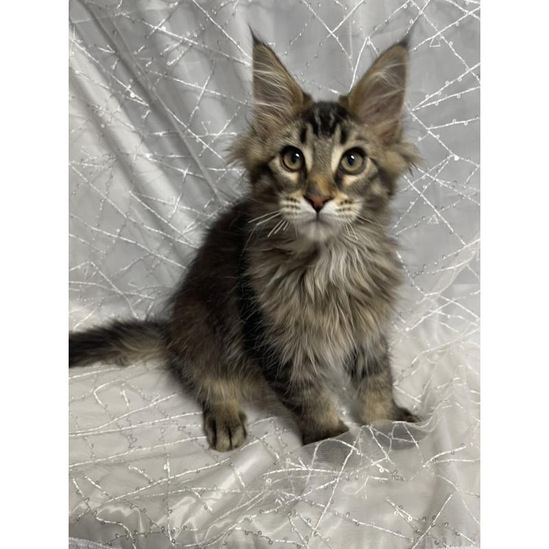 販売中の東京都のメインクーン-138545の5枚目