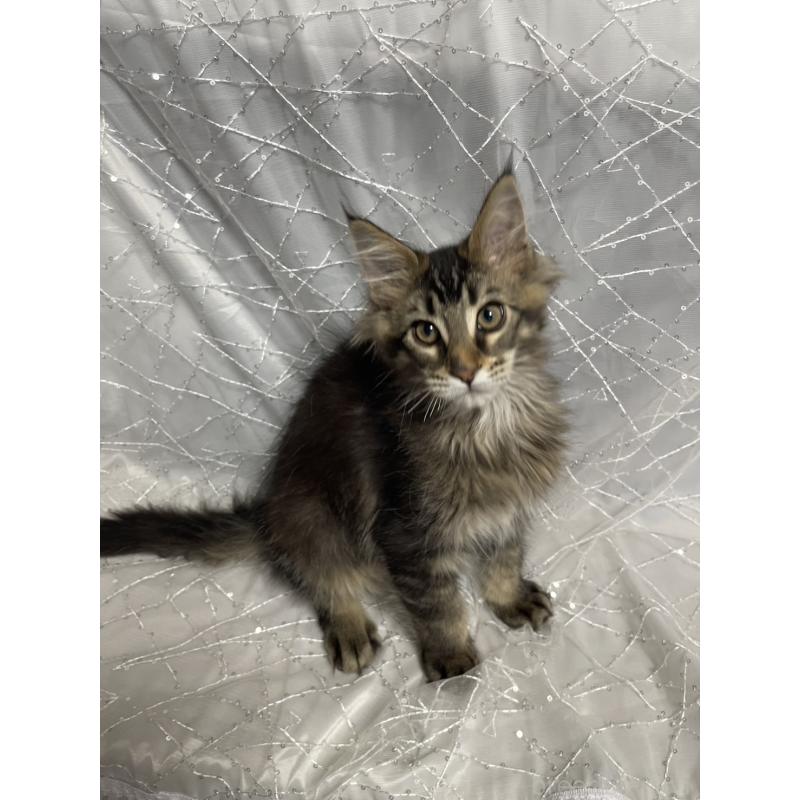 販売中の東京都のメインクーン-138545の4枚目