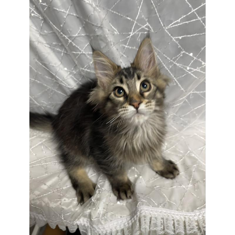 販売中の東京都のメインクーン-138545の3枚目