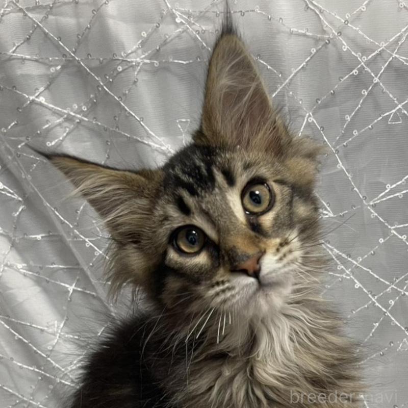 販売中の東京都のメインクーン-138545