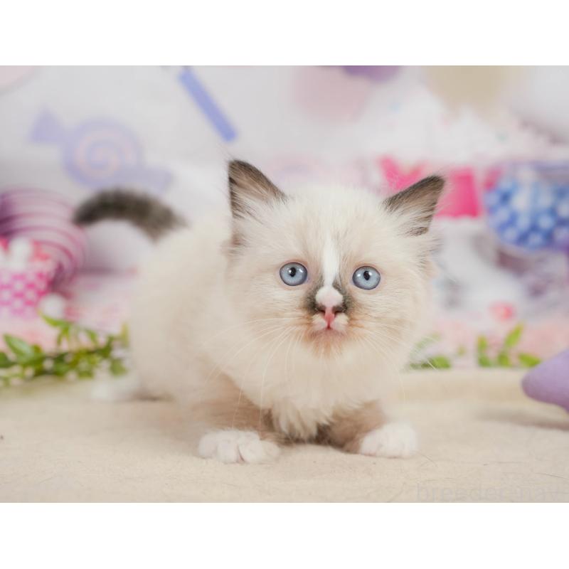 販売中の神奈川県のラグドール-138612の12枚目