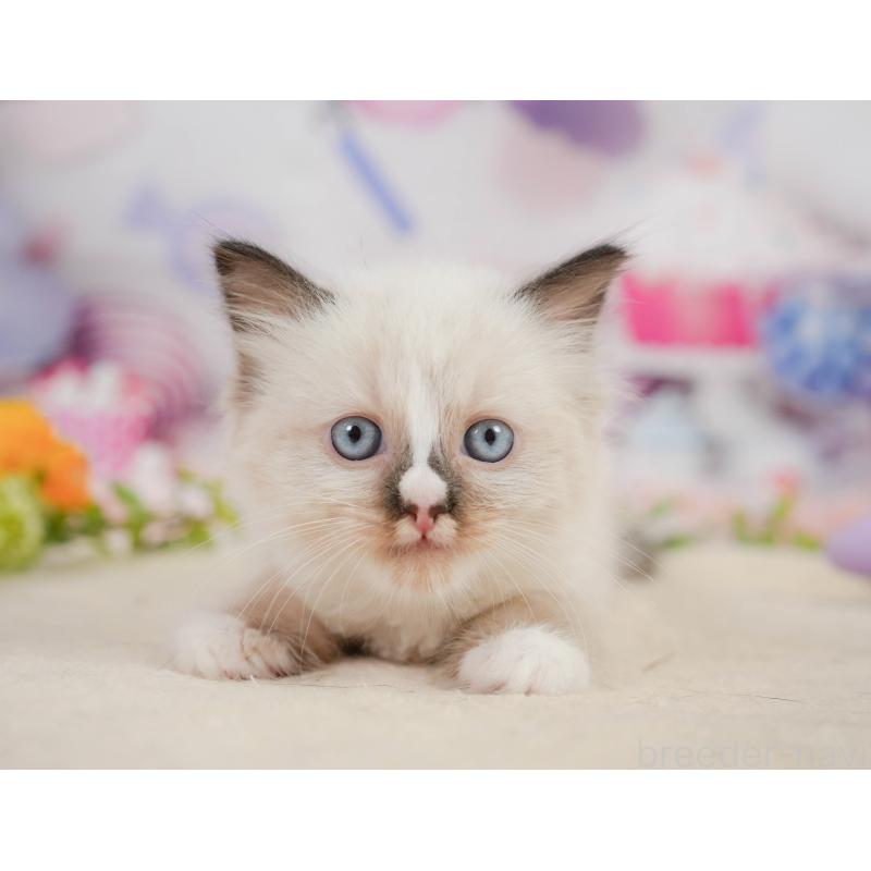 販売中の神奈川県のラグドール-138612の11枚目