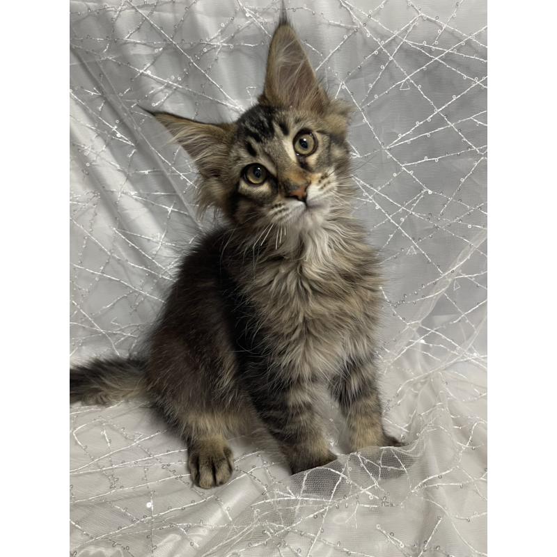 販売中の東京都のメインクーン-138545の2枚目