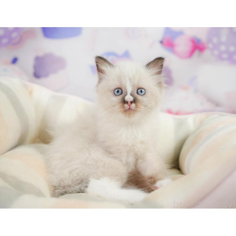 販売中の神奈川県のラグドール-138612の10枚目