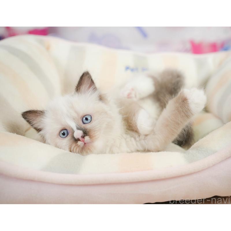 販売中の神奈川県のラグドール-138612の9枚目