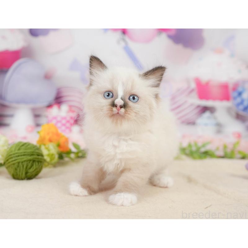 販売中の神奈川県のラグドール-138612の8枚目