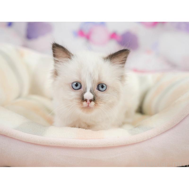 販売中の神奈川県のラグドール-138612の7枚目