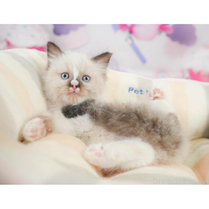 販売中の神奈川県のラグドール-138612の6枚目