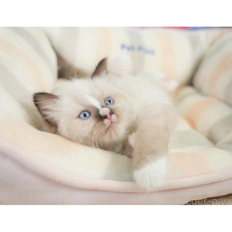 販売中の神奈川県のラグドール-138612の5枚目