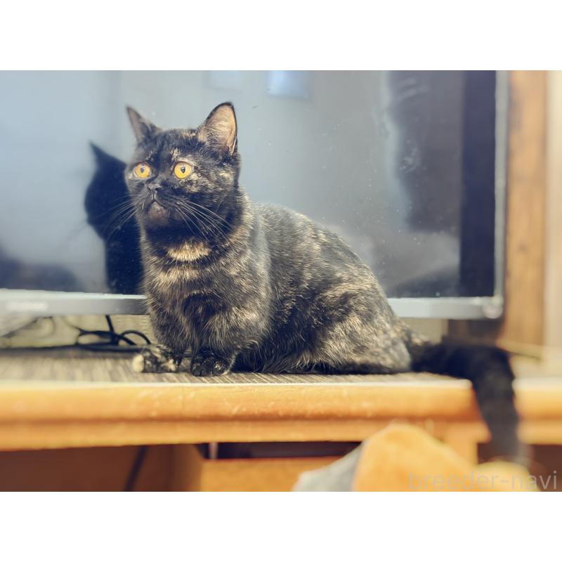 販売中の徳島県のミヌエット(短足)-116096の5枚目