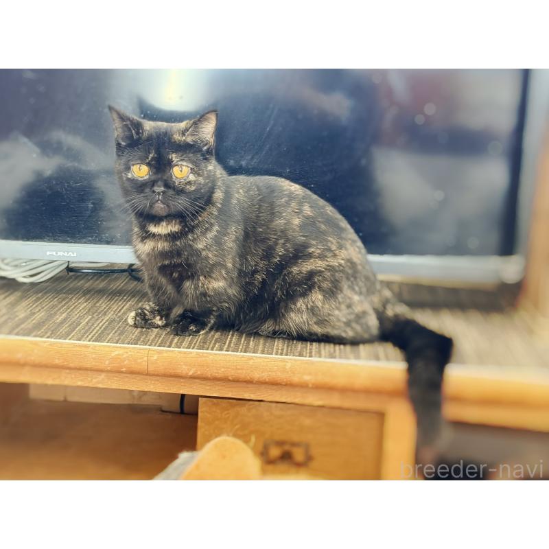 販売中の徳島県のミヌエット(短足)-116096の4枚目