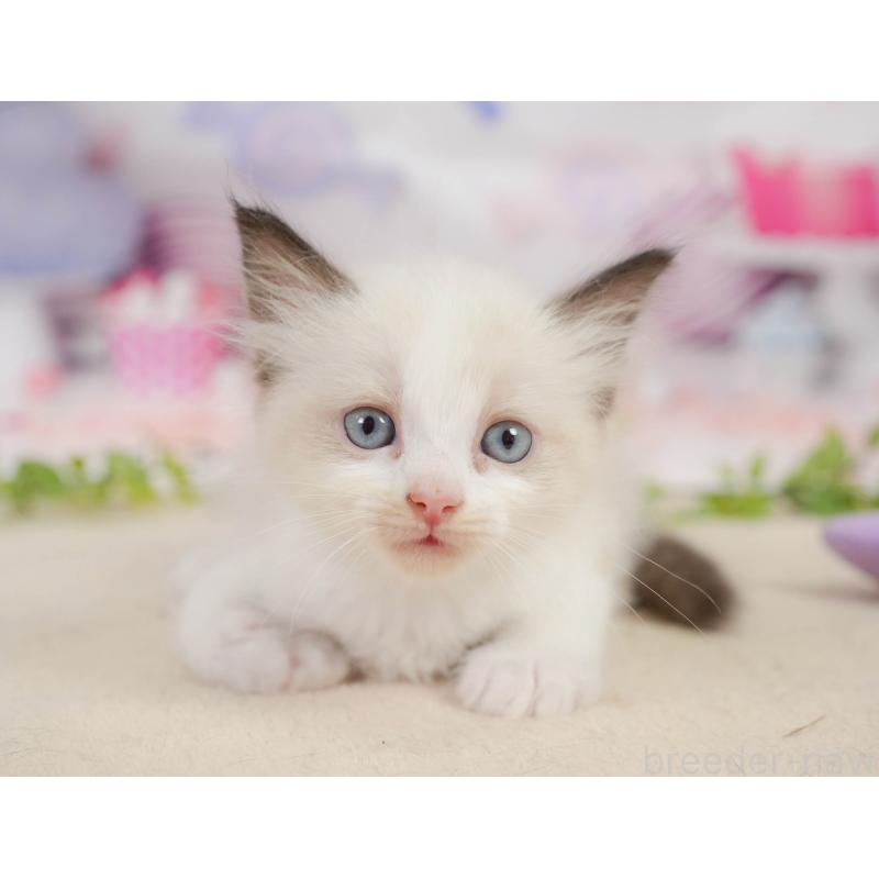 販売中の神奈川県のラグドール-138613の12枚目