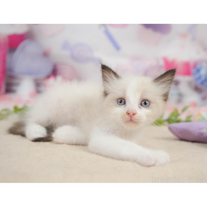 販売中の神奈川県のラグドール-138613の11枚目