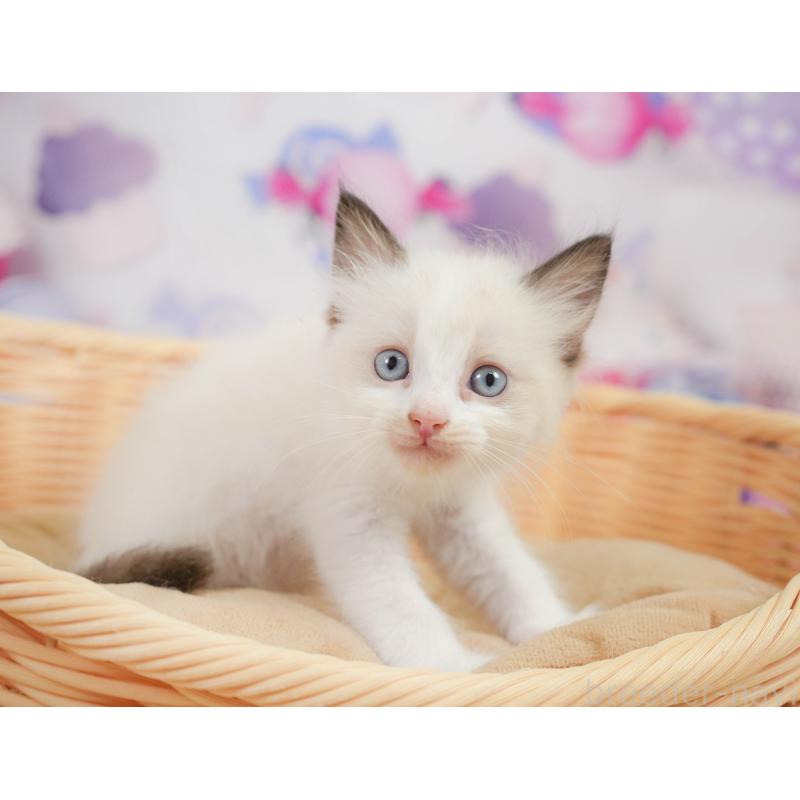 販売中の神奈川県のラグドール-138613の10枚目