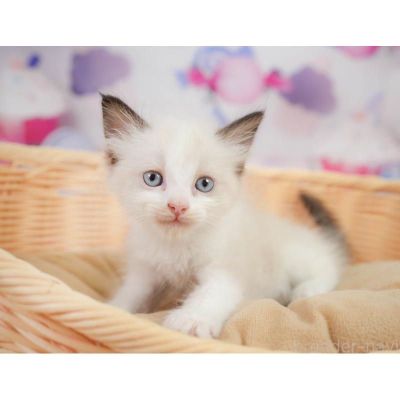 販売中の神奈川県のラグドール-138613の9枚目