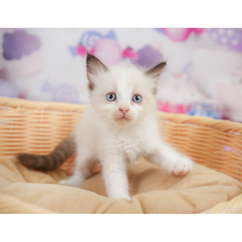 販売中の神奈川県のラグドール-138613の8枚目