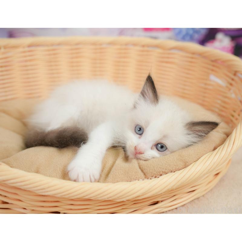 販売中の神奈川県のラグドール-138613の7枚目