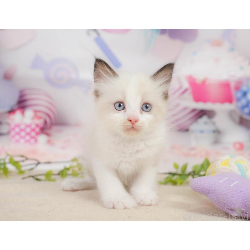 販売中の神奈川県のラグドール-138613の6枚目