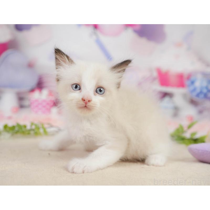 販売中の神奈川県のラグドール-138613の5枚目