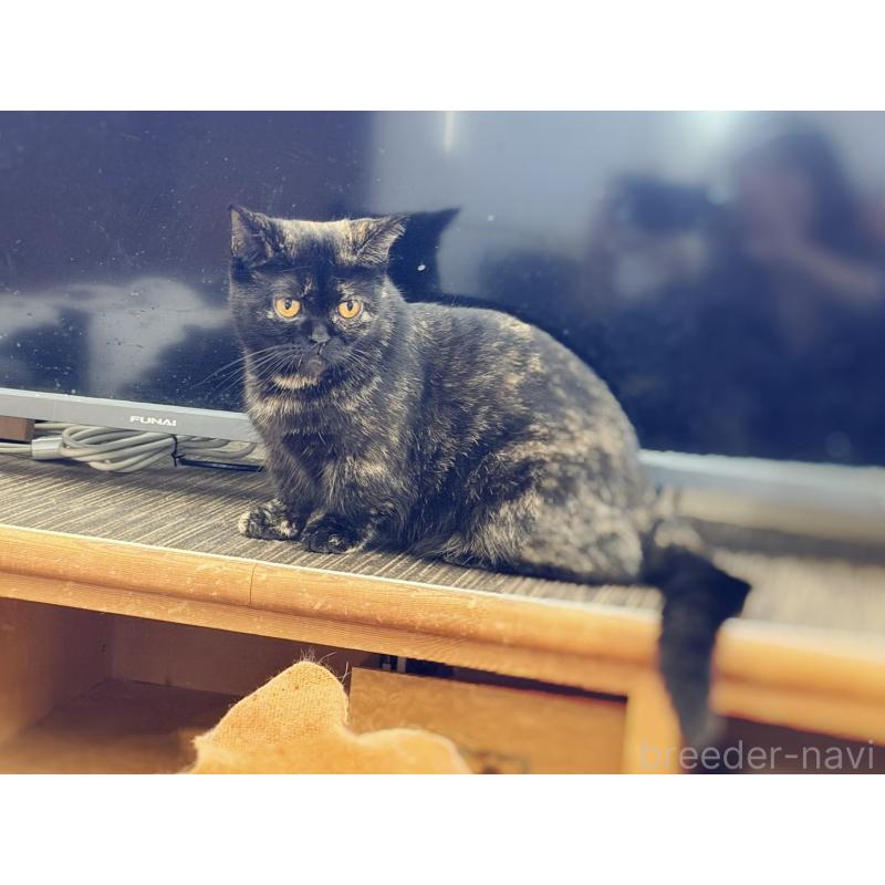 販売中の徳島県のミヌエット(短足)-116096の3枚目