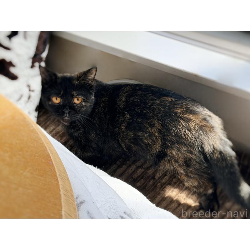 販売中の徳島県のミヌエット(短足)-116096の2枚目